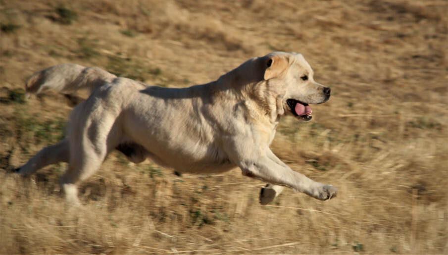 Bourbon Running in the hills at Legacy Labradors at BoulderCrest Ranch Yellow English Labrador Retriever