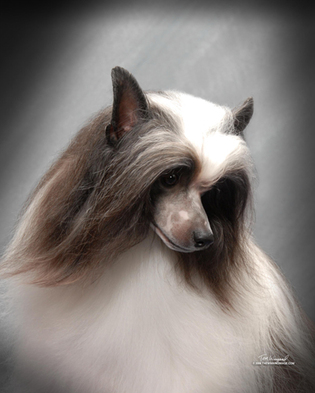 Grandsire for Legacy Powderpuffs at BoulderCrest Ranch