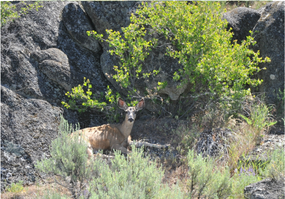 Deer call home at BoulderCrest Ranch
