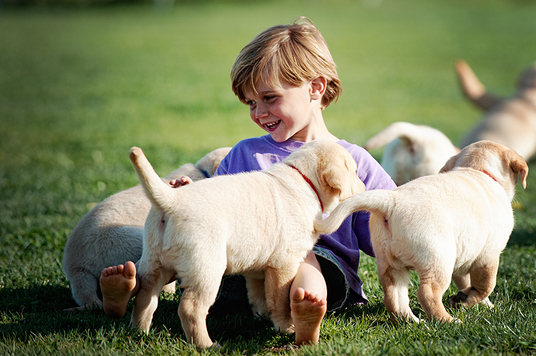 Caleb SO enjoys the puppies!  ~  Legacy Labradors at BoulderCrest
