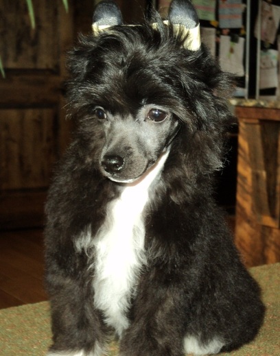 Our Tux boy ~  Legacy Powderpuffs at BoulderCrest Ranch