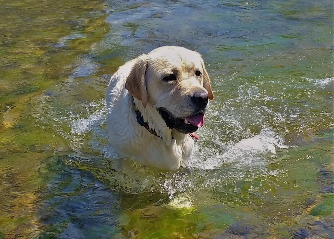 Benny English Labrador Retriever LOVES the water!