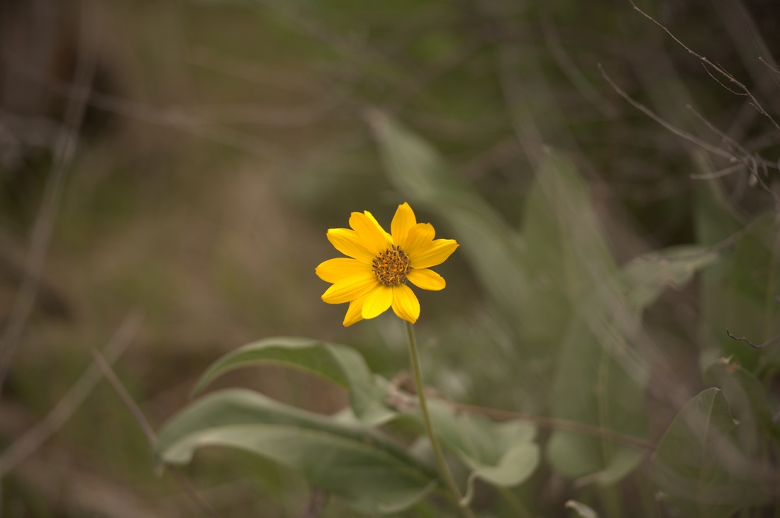 Sunflower at BoulderCrest Ranch