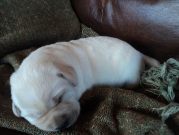 Precious Puppy at BoulderCrest Ranch ~  Legacy Labradors
