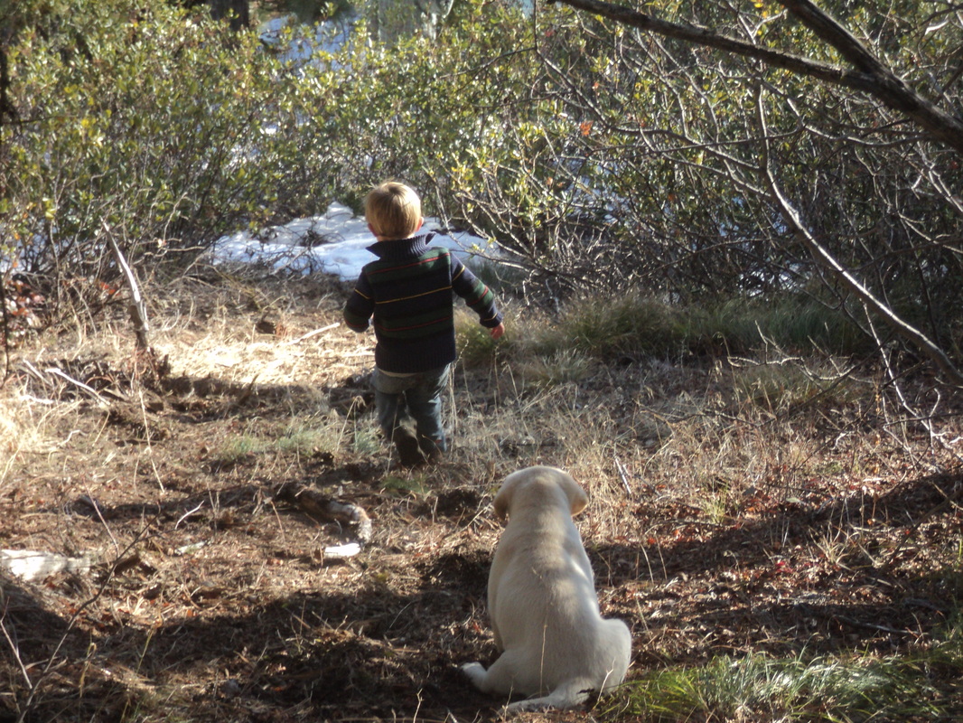 Christmas tree hunting with Caleb and Brody pup ~  Legacy Labradors at BoulderCrest