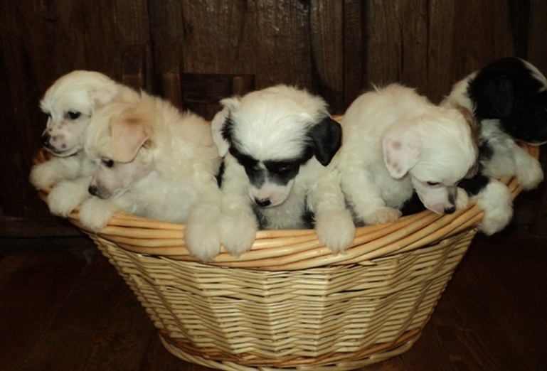 Basket of Puffs ~  Legacy Powderpuffs at BoulderCrest Ranch