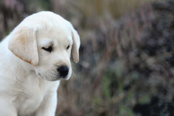 Labrador Retriever Puppy www.bouldercrestranch.com Stunning Sophie x Brody puppy ~  Legacy Labradors at BoulderCrest