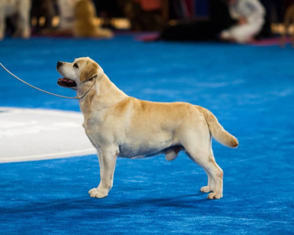 GCH Gateways' Nothin' But Trouble sired both Honey and Elsa our English Labrador Retrievers