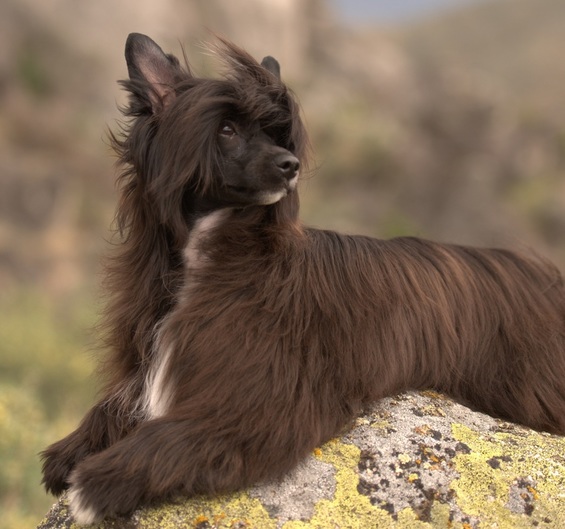 Ch Lola is a Showgirl at BoulderCrest ~  Legacy Powderpuffs at BoulderCrest Ranch
