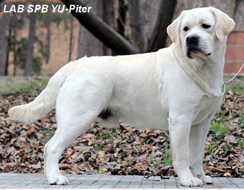 Stunning boy... Bourbon, at BoulderCrest Ranch