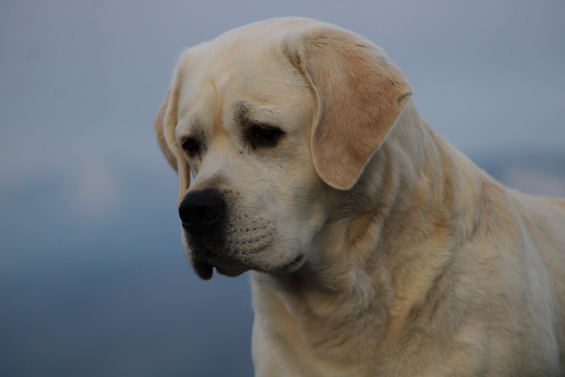 Bourbon English Labrador Retriever