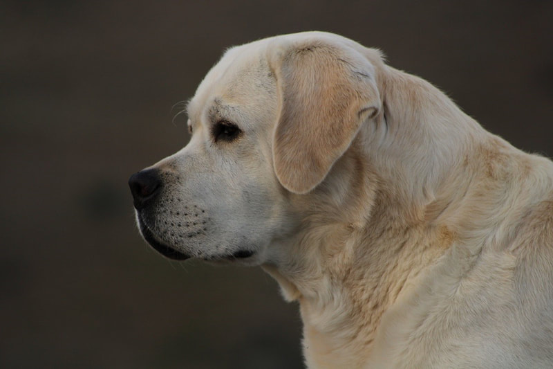 Yellow English Lab Puppies Labrador Retriever Puppies BoulderCrest