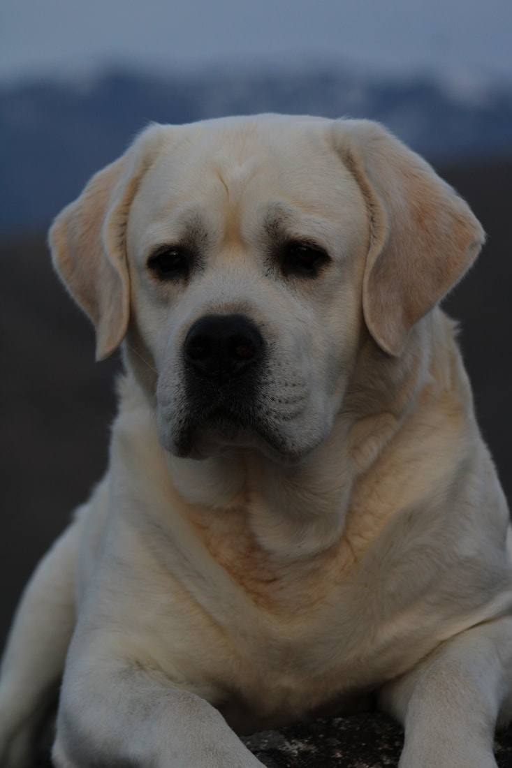 Champion in 8 Countries Bournon English Labrador Retriever at BoulderCrest Ranch