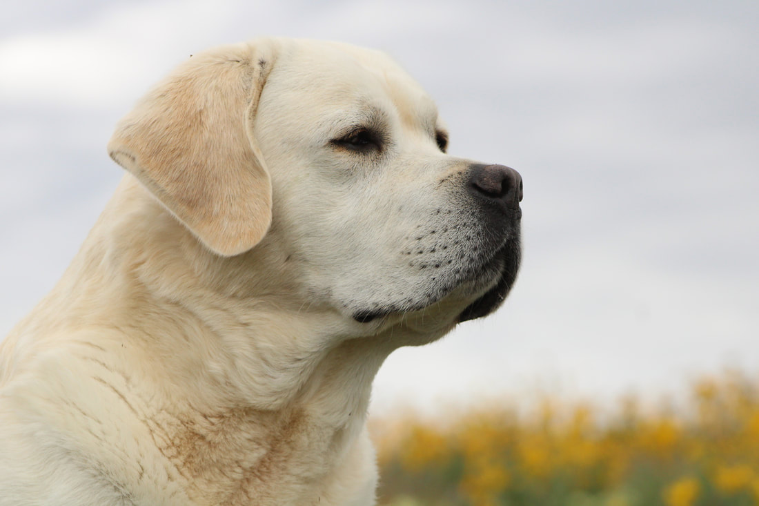 BoulderCrest Ranch English Labrador Retriever Top Show Quality Bourbon Stud