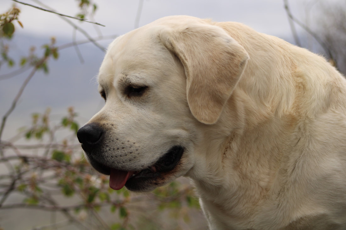 Yellow English Labrador Bourbon at BoulderCrest Ranch