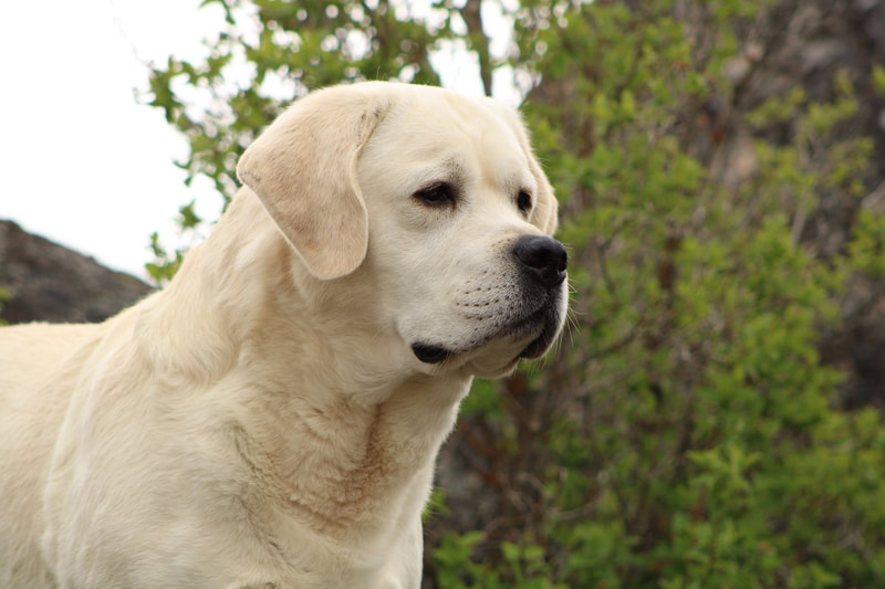 Yellow English Lab Puppies Labrador Retriever Puppies BoulderCrest