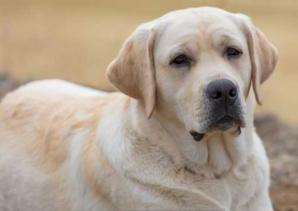 Beautiful Nobel boy an English Labrador Retriever