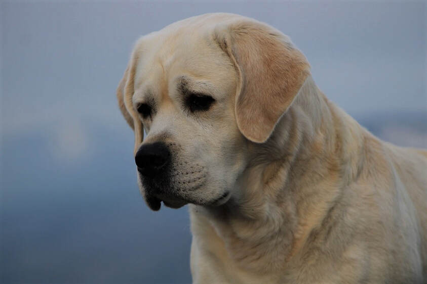 English yellow labrador shop
