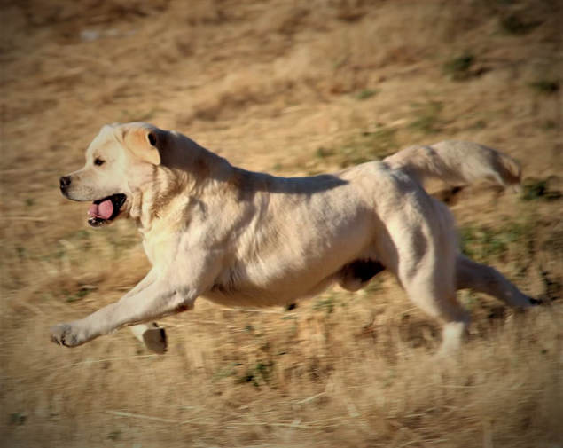www.bouldercrestranch.com Bourbon our new boy!  Imported from the Ukraine out of Trouble #1 Lab in the US and Best of Breed at The Potomac BoulderCrest Ranch