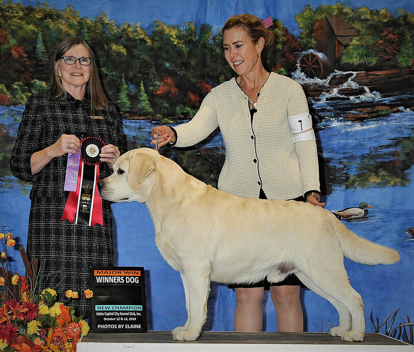 Akc champion labrador retrievers online