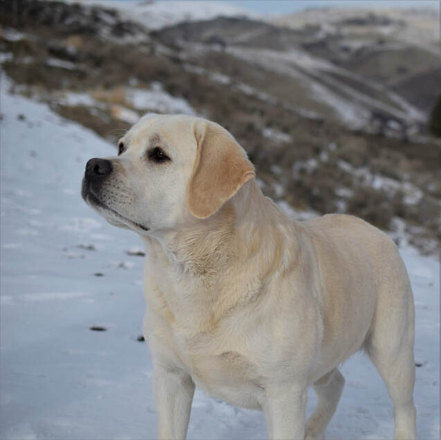 www.bouldercrestranch.com GEOURGOUS English Boy Bourbon at BoulderCrest Ranch, imported from the Ukraine