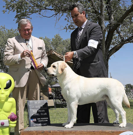 www.bouldercrestranch.com Our New Champion CH Legacy's Elsa Trouble Me Not From BoulderCrest Winning Best of Breed is a English Labrador Retriever from BoulderCrest Ranch