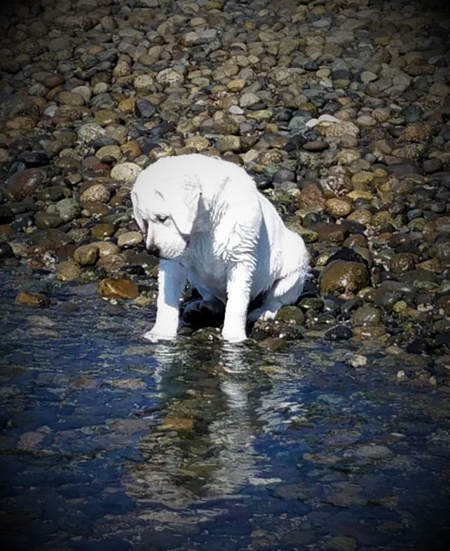 Lola,  a beautiful Angel x Striker daughter an English Labrador Retriever from BoulderCrest Ranch