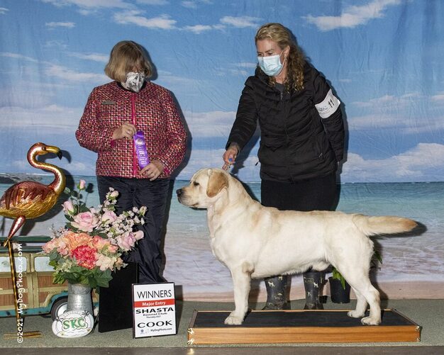 Padron Yellow English Labrador Winning a four point Major in California for BoulderCrest Ranch