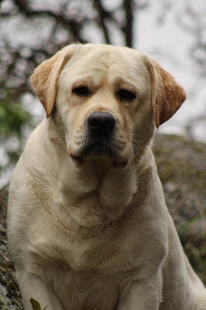 Our New Champion Legacy's Padron at BoulderCrest Labrador Retriever