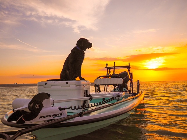 Sage off on a boating adventure.  An English Labrador Retriever from BoulderCrest Ranch