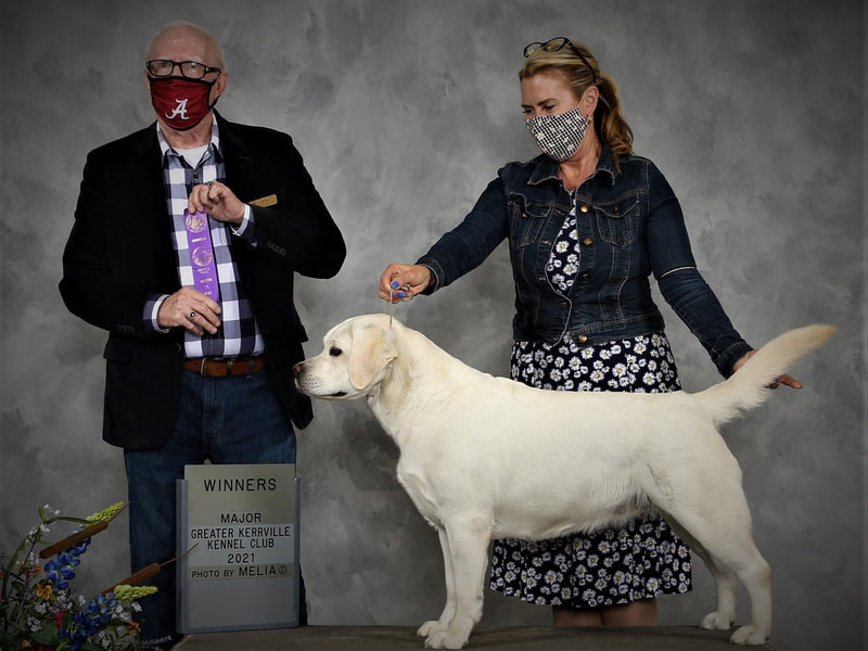 Kennel club labradors hotsell