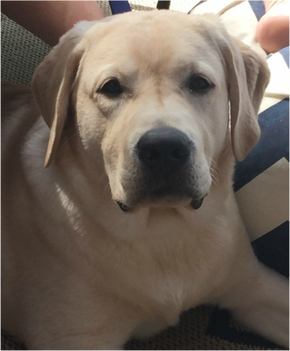 A sweet, sweet Brody boy from BoulderCrest Ranch English Labrador Retrievers