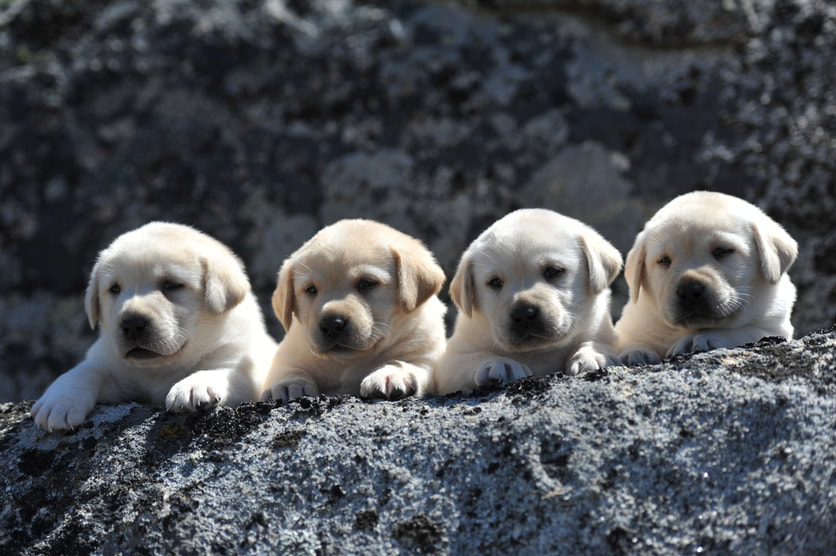 Stunning Legacy Labrador Puppies at 5 weeks old