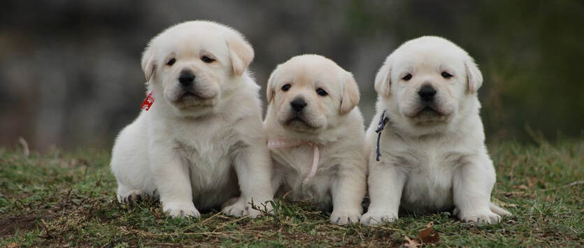 English Lab Puppies from Bambi x Padron