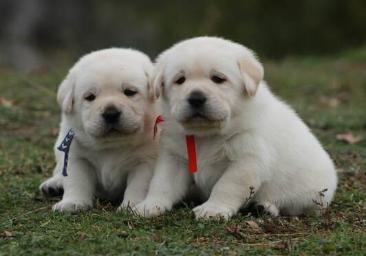 TOP English Lab Puppies BoulderCrest Ranch