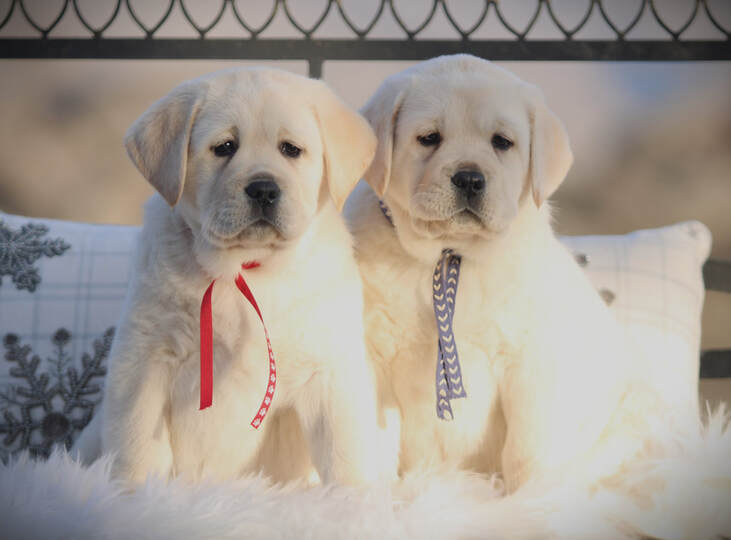 Bambi and Padron Babies English Lab Puppies from BoulderCrest Ranch