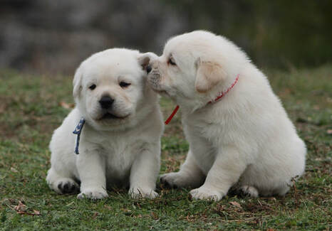 Yellow English Labrador Retriever Puppies BoulderCrest Ranch