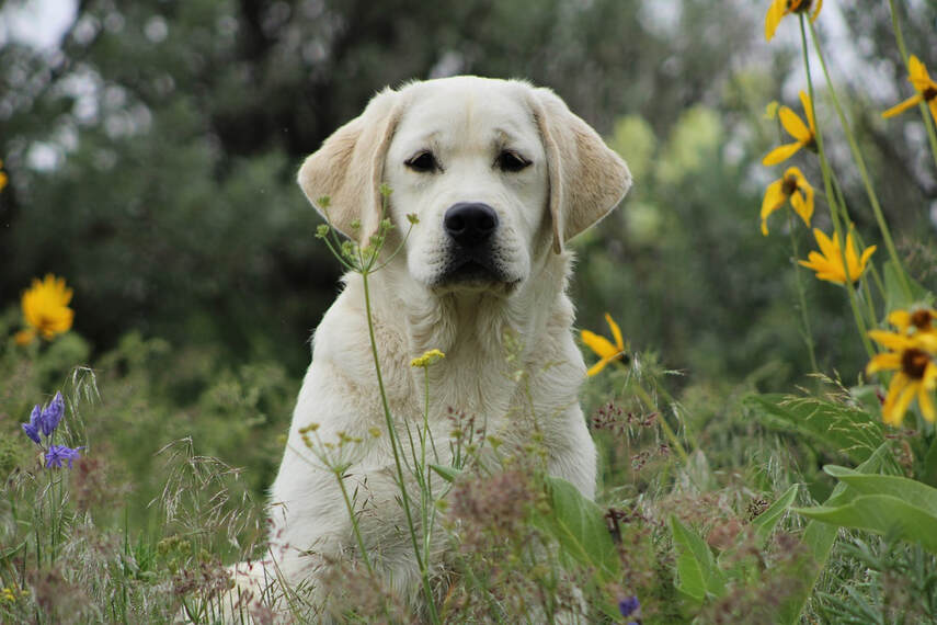 Stunning English Labrador Retriever 