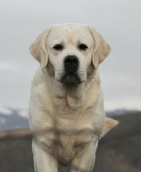 English yellow lab puppy top