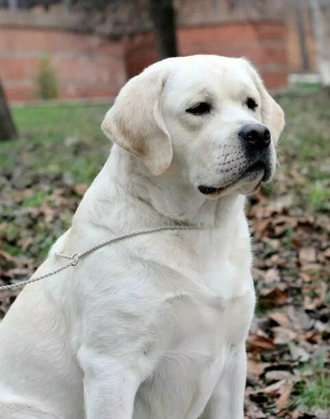  www.bouldercrestranch.com Legacy Labradors at BoulderCrest New Boy 