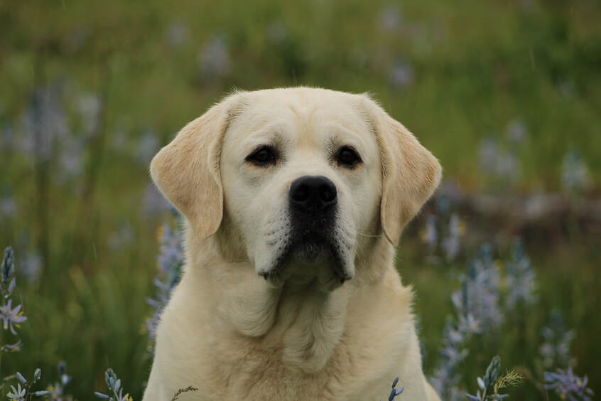 Classic English Yellow Labrador... Our stud Bourbon at www.bouldercrestranch.com