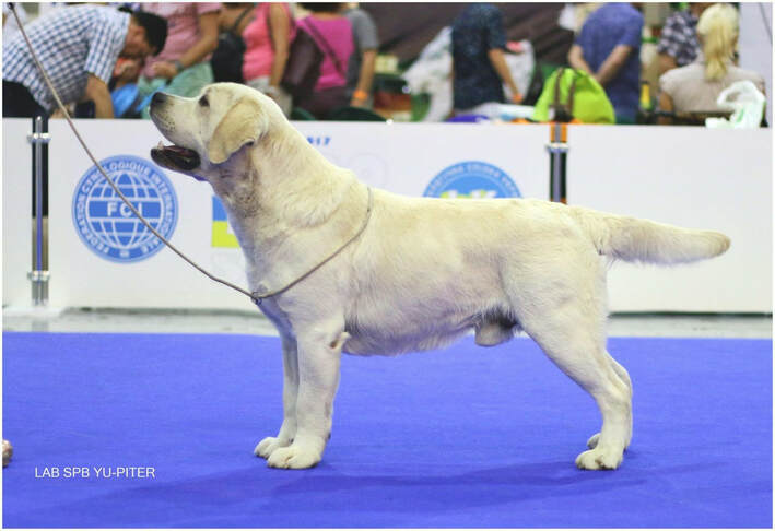 Boubon Showing in Europe BoulderCrest Ranch Yellow English Labradors