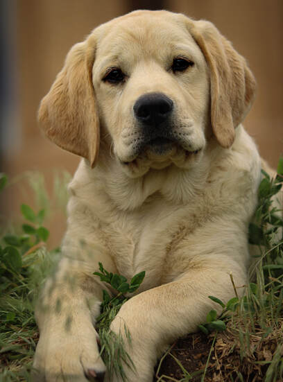 Maverick English Labrador Retriever Puppy