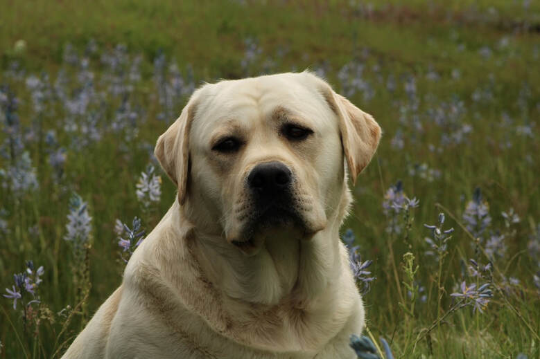 Labrador Retriever Padron