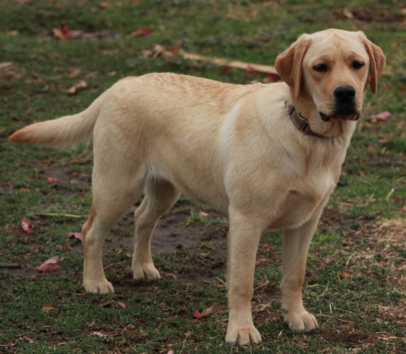 Yellow English Lab Puppies Labrador Retriever Puppies BoulderCrest
